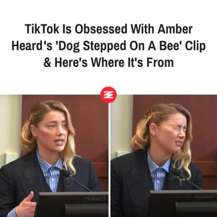 
Why Did Amber Heard Say “My Dog Stepped On A Bee” Context And TikTok Meme Explained 